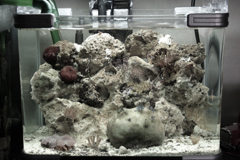 Nano Aquarium Aquaristik Nano Riff